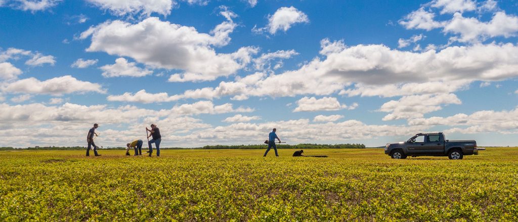 Researchers take samples in a wild blueberry field.