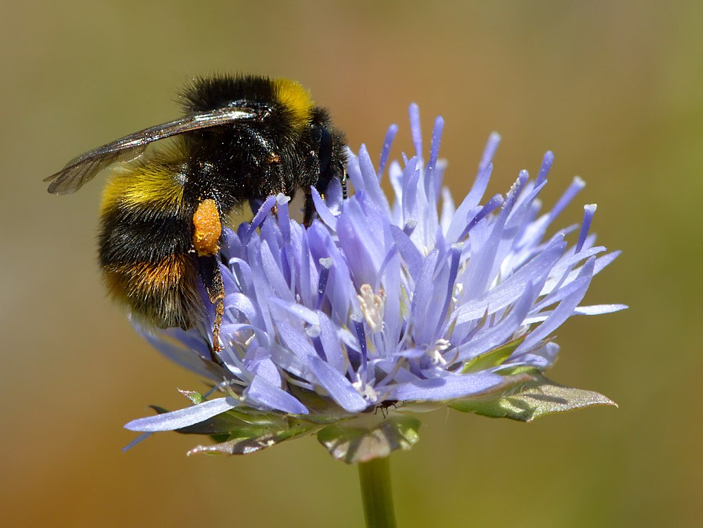 featured image for New miscellaneous report on bees and their habitats in four New England states