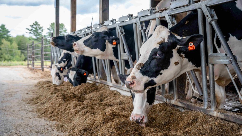 Cows eating hay in enclosure