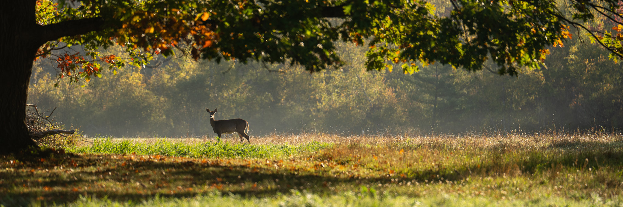 photo of deer under a tree