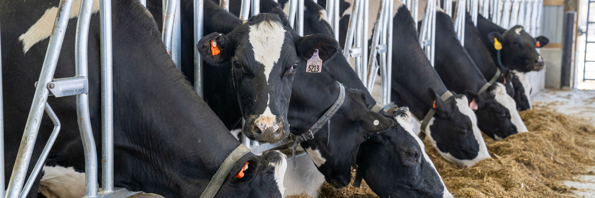 photo of cows eating hay in barn