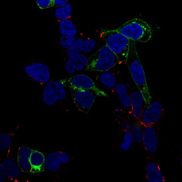 Human embryonic kidney (HEK)293A cells expressing a YFP-serotonin receptor (green) on the cell surface and stained for DNA (blue nuclei) and cadeherin (red) on the cell surface.
