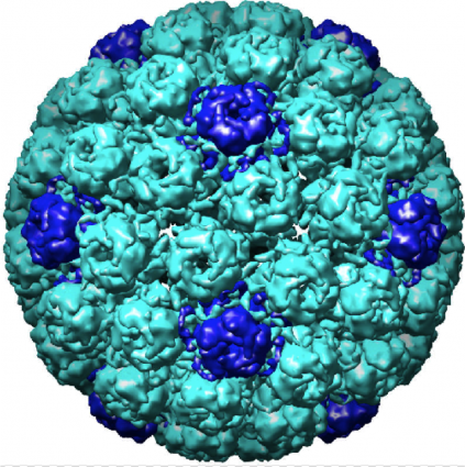 Polyomavirus virion, spherical, 40nm in diameter, VP1 pentameric subunit decorates the surface