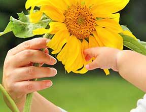 Child hands holding Sunflower