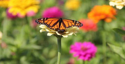 Butterfly on daisy in field of flowers