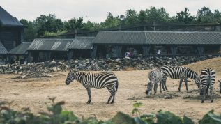 Group of zebras in a zoo