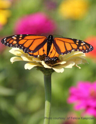 Butterfly resting on daisy