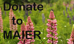 Lupines in a field with text Donate to MAIER