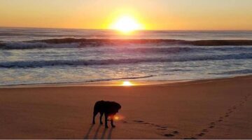 dog on beach at sunset