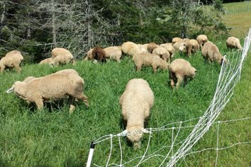 sheep grazing