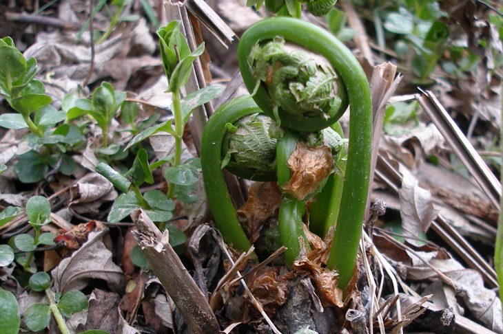 fiddle head