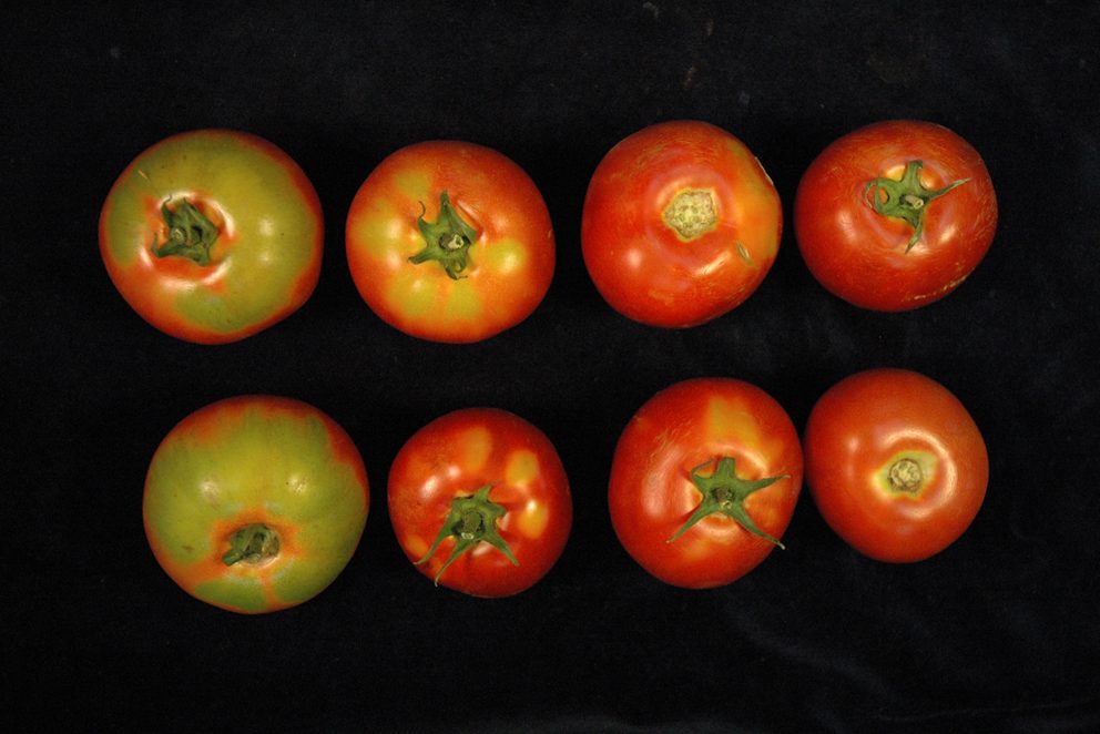 tomatoes