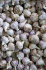 Dozens of purple-tinged heads of garlic