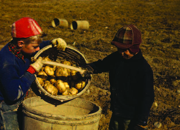 young boys working in potato field
