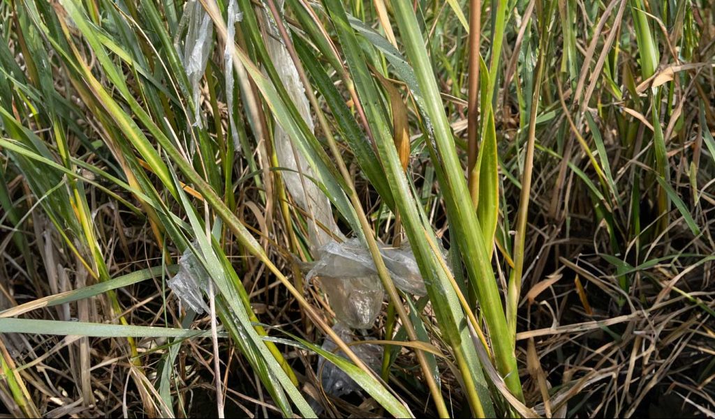 Marine debris in grass.