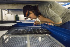 Student working with fish larvae at the Aquaculture Research Center.