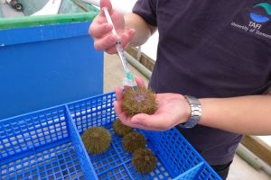 Student injecting a sea urchin held in his hand at the CCAR.