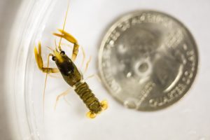 ARC lobster