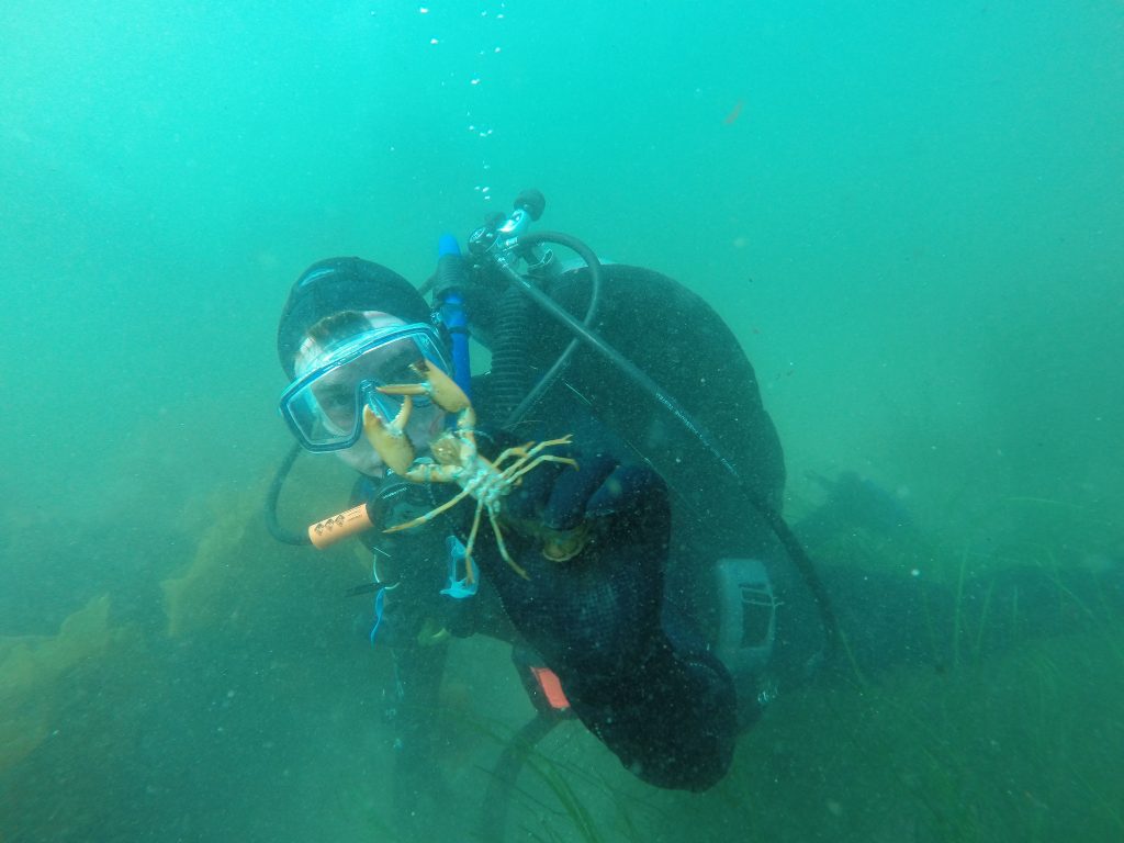 Picture of an underwater SCUBA diver holding a juvenile lobster.