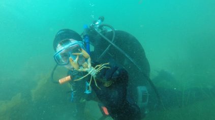 Picture of an underwater SCUBA diver holding a juvenile lobster.