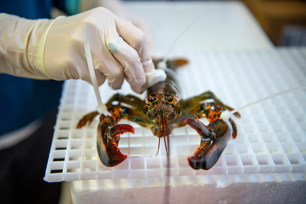 Lobster being monitored for their heart rate