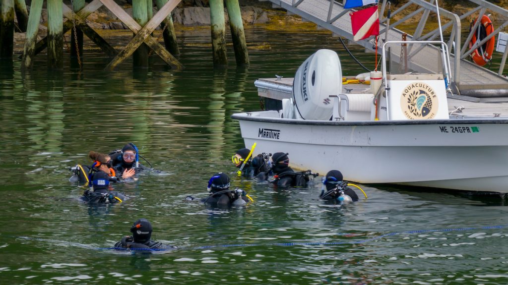 Student divers in the water with scuba gear at the Darling Marine Center.