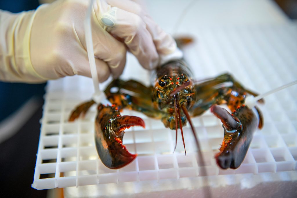 Heartrate monitor being held on a lobster.
