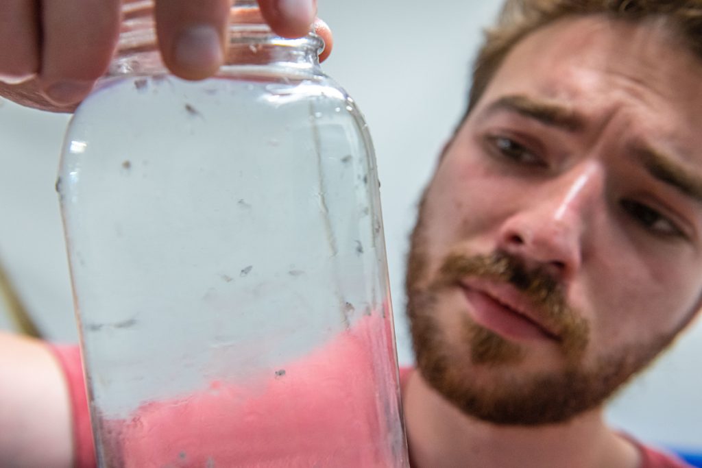 Student conducting research, holding a glass jar of larval lobsters.