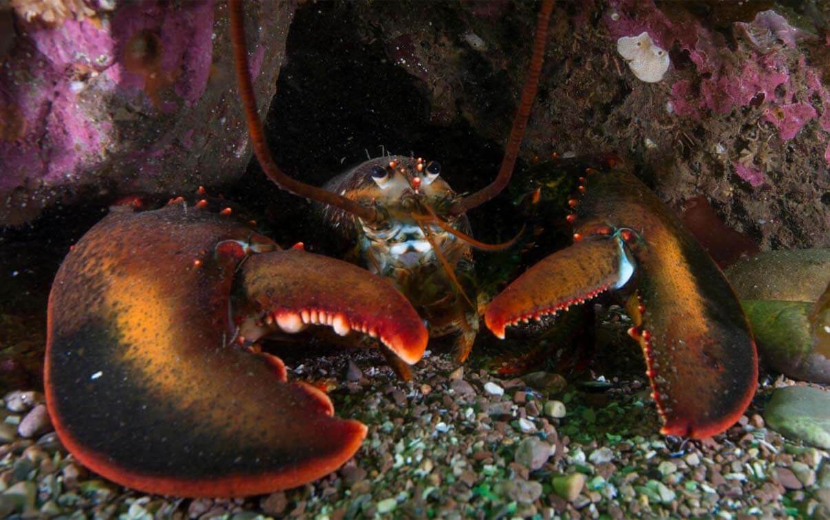 A photo of an American lobster on the ocean floor