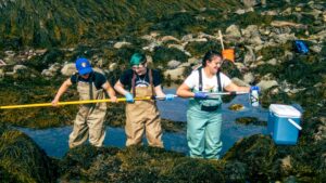 Three people stand in waders among seaweed holding a long sampling pole.