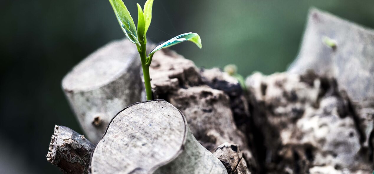 image of a seedling growing from a stump