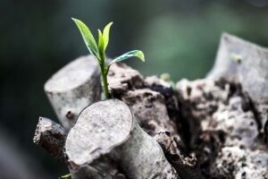 image of a seedling growing from a stump