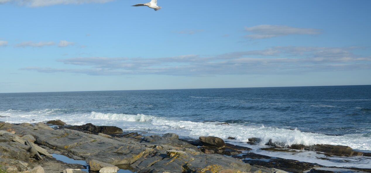 image of seagull and rocky beach