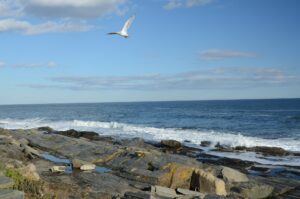 image of seagull and rocky beach