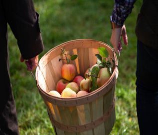 Apples in a basket carried by two people