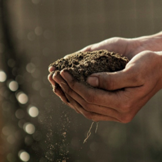 dirty hands holding a pile of soil