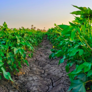 two rows of plant with cracked dry earth between