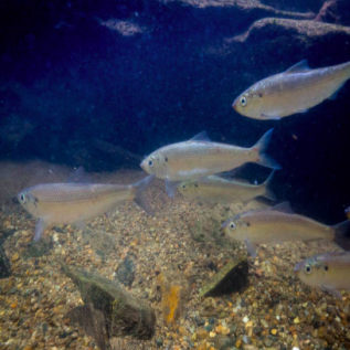 small fish swimming in dark blue water above gravel