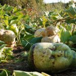 Gourds in the garden project