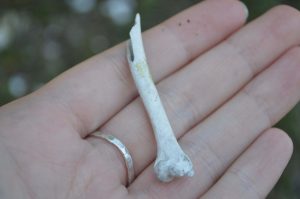 A small bone