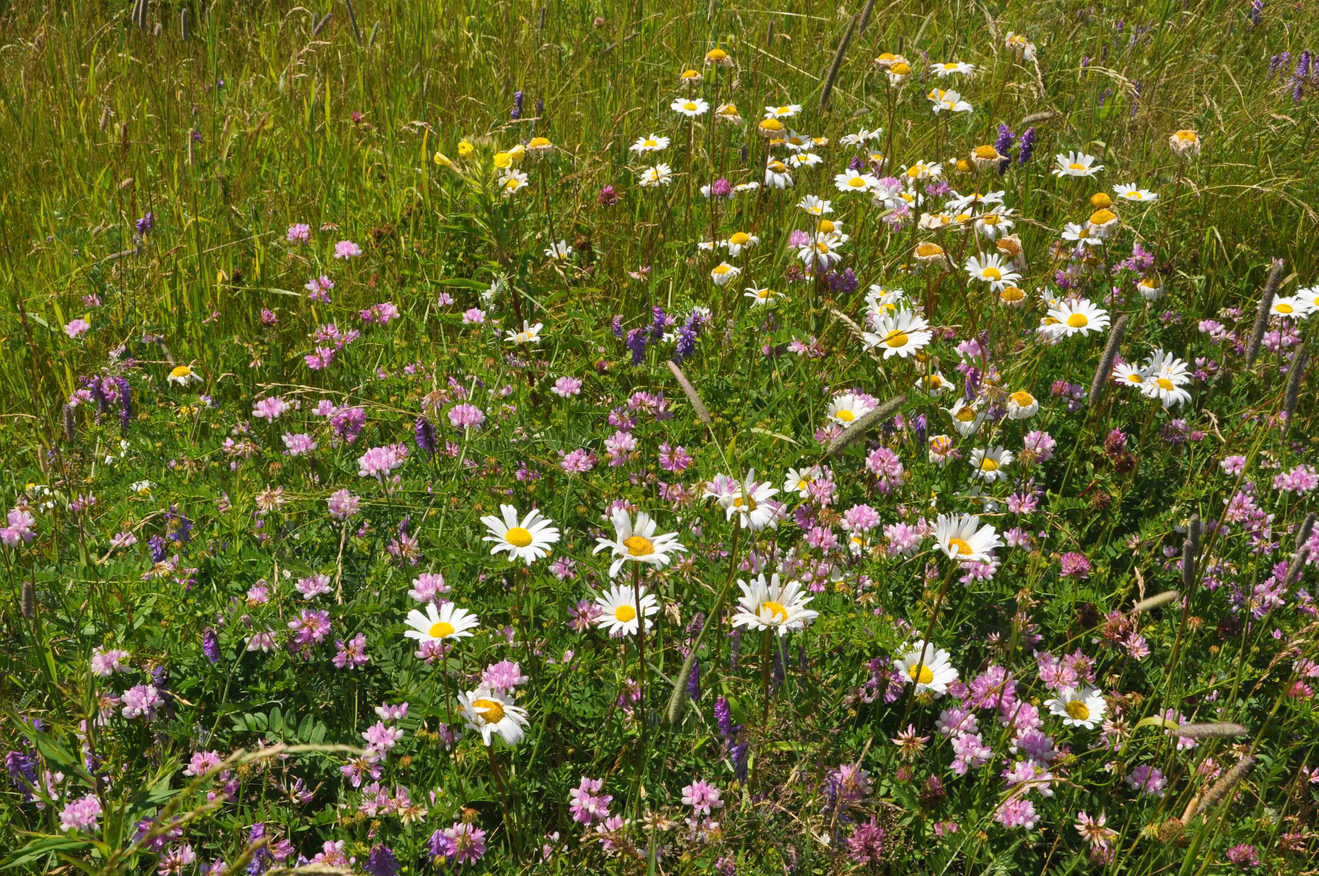 Grouping of flowers found at Holmes Point