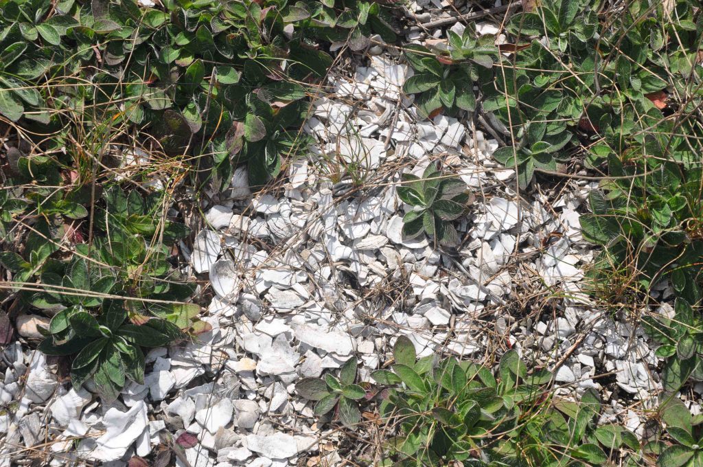 Shell path at the Olson site