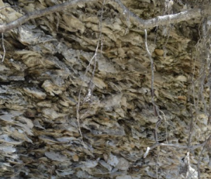 Shells stacked upon one another at a midden.