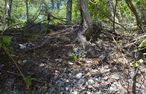 Erosion at a shell midden in Damriscotta