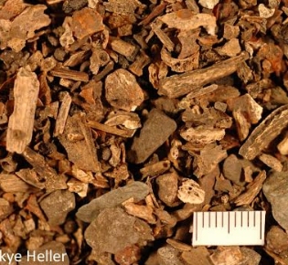 An assortment of bones and teeth.