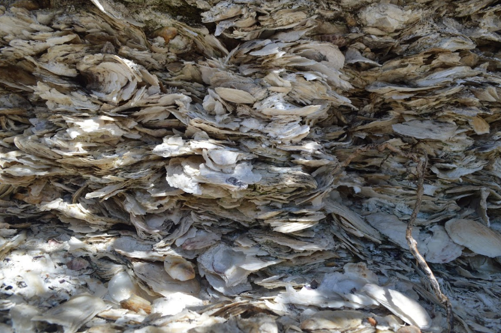 Shells stacked upon one another at a midden in Damriscotta