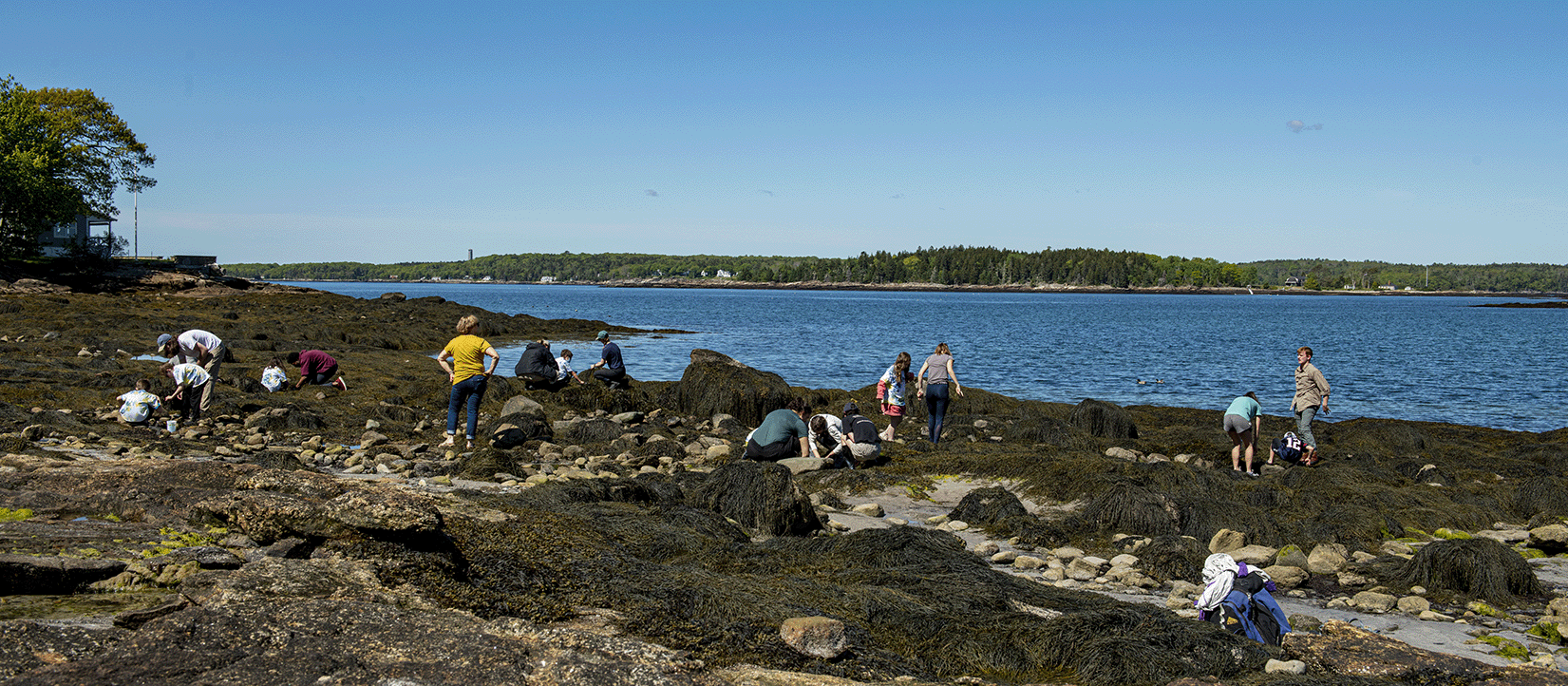 landscape photo of students exploring tidepools