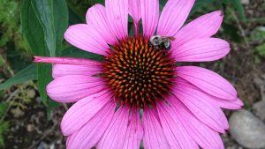 Bee on flower