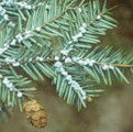 wooly adelgid on hemlock branch