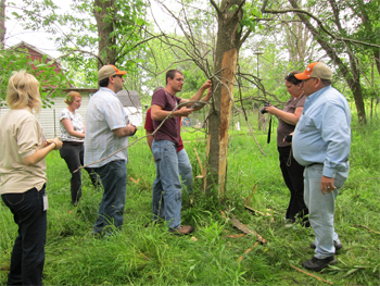 researchers stripping bark from ash tree